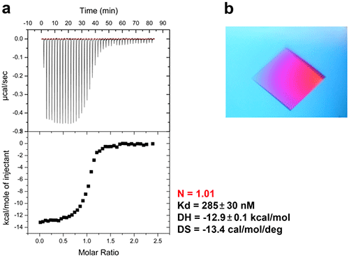 ITC-guided crystallization of the P.aeruginosa β sliding clamp bound to a short peptide.