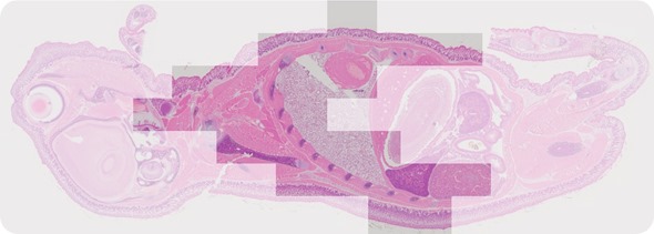 Olympus cellSens panoramic image