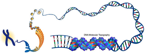This illustration depicts DNA packed tightly into chromosomes, as well as a DNA molecule unwound to reveal its 3-D structure. Credit: Darryl Leja, NHGRI