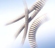 Intergard Silver Grafts from Maquet