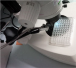 X-taLight 100 - Microscope UV from Molecular Dimensions