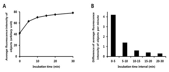 The kinetics of yeast staining by FDA.