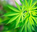 Smoking cessation drug shows promise for treating cannabis use disorder