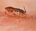 Researchers report rising rates of Chagas parasite in kissing bugs