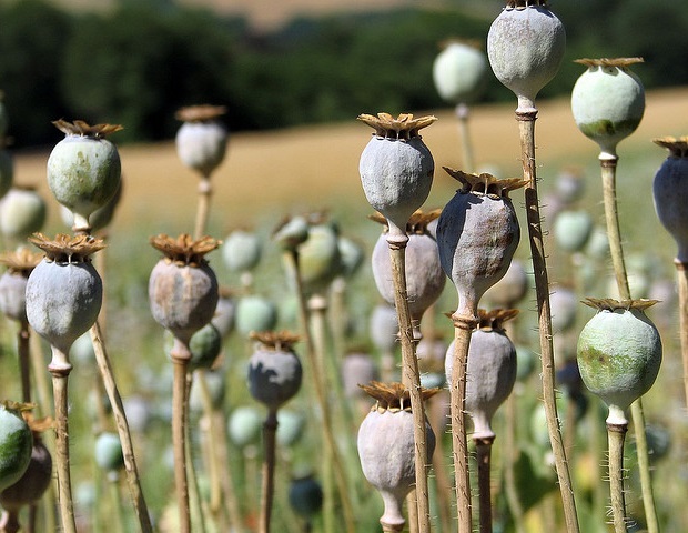 Shifting blame: Public opinion on opioid crisis responsibility divides along political lines