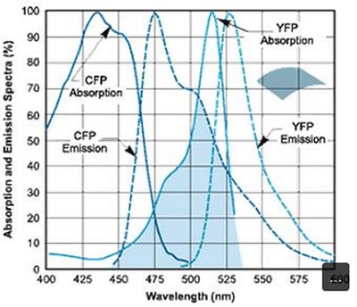 Absorption and emission spectral profiles of the CFP-YFP FRET pair.