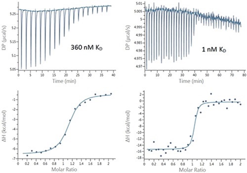 Raw (top) and integrated heat (bottom) plots for the titration of 200 μM Furosemide into 20 μM bCAII (left) using 2 μL injections and 25 μM ethoxzolamide into 2.5 μM bCAII (right) using 1 μL injections.