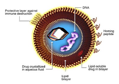 Liposome for drug delivery