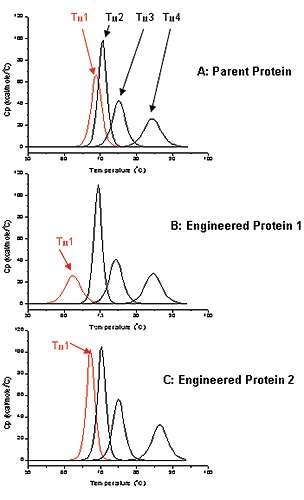 Deconvoluted DSC thermograms for A: Parent Antibody, B: Engineered Antibody 1, C: Engineered Antibody 2. First transition (Tm1) for each antibody is in red, the other 3 transitions are black.