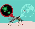 Dengue antibody may block the spread of Zika virus in vulnerable areas of the body