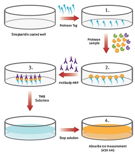Procedure overview of ProteaseTagTMActive Neutrophil Elastase Immunoassay.