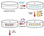 Quantitative Measurement of Active Neutrophil Elastase Levels Using ProteaseTag™ Active NE Immunoassay