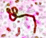 Study shows ssRNA encapsidation results in stabilization of the Ebola virus nucleocapsid