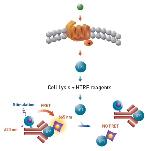 HTRF® IP-One terbium cellular assay principle.