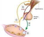 Gonadotropin Hormones