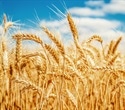 Gluten may not be the culprit for many people with irritable bowel syndrome