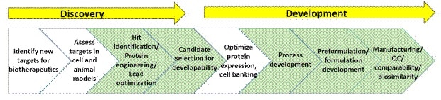 General schematic of processes within biopharmaceutical discovery and development