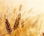 People with celiac disease have reactions to non-gluten wheat proteins