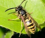 New family of peptides in wasp's venom may help develop better Parkinson's treatments