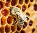 Bee-sting inspired microneedle patches offer pain-free drug delivery