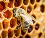 Bee-sting inspired microneedle patches offer pain-free drug delivery
