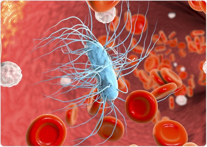 Sepsis, bacteriemia, escherichia coli bacterium in blood - Kateryna Kon / Shutterstock