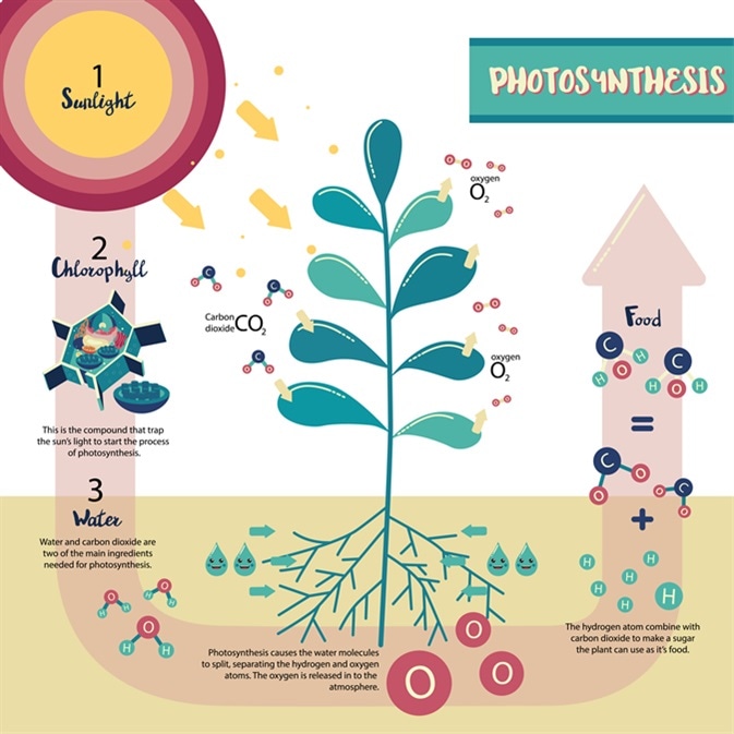 Photosynthesis process diagram illustration vector design. Image Credit: tuksaporn rattanamuk / Shutterstock