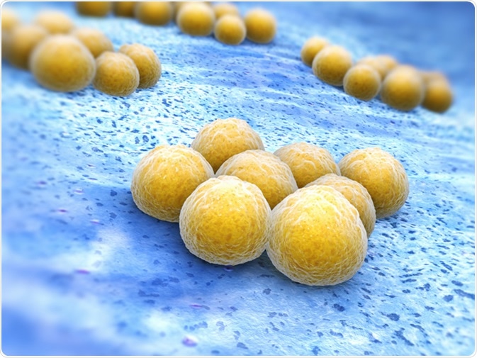 Staphylococcus aureus (Illustration): Image Credit: Tatiana Shepeleva / Shutterstock