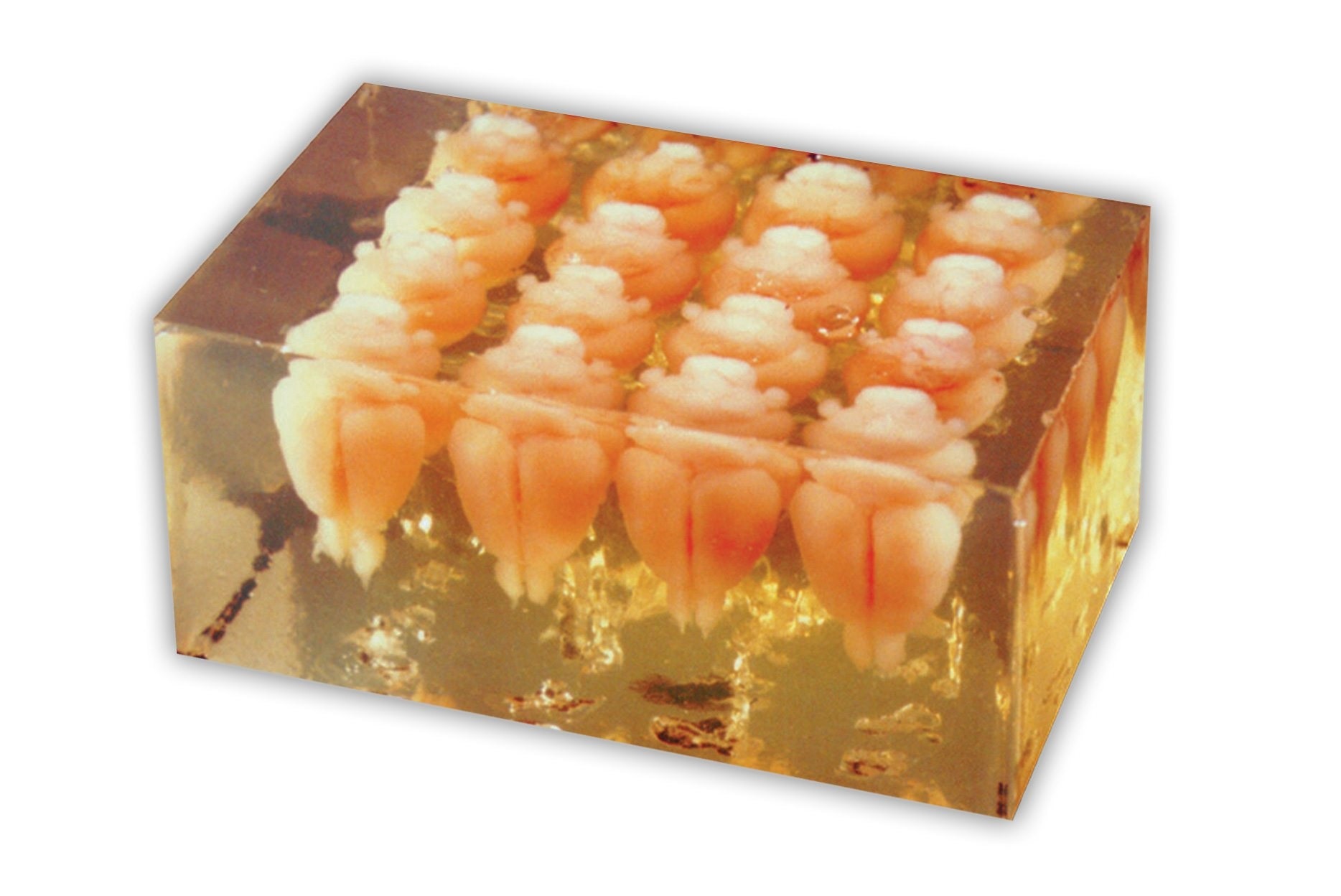 Multibrain technology