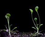 Circadian clock proteins set the pace of plant growth