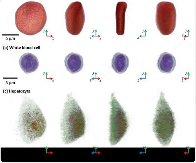 3-D images of a red blood cell, white blood cell, and hepatocyte via microscopic tool, the holotomography (HT)-1, TomoCube. IMAGE CREDIT: KAIST