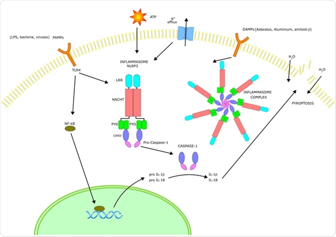 The inflammasome unit and its actions inside the cell. Image Credit: Ellepigrafica / Shutterstock