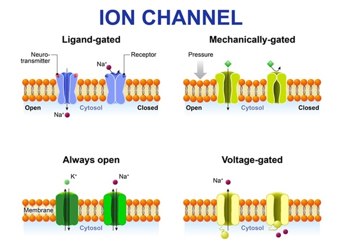 Types of ion channel. Classification by gating. mechanism of action. Voltage-Gated, Ligand-gated, Mechanically-gated and Always open ion channels. Image Credit: Designua / Shutterstock
