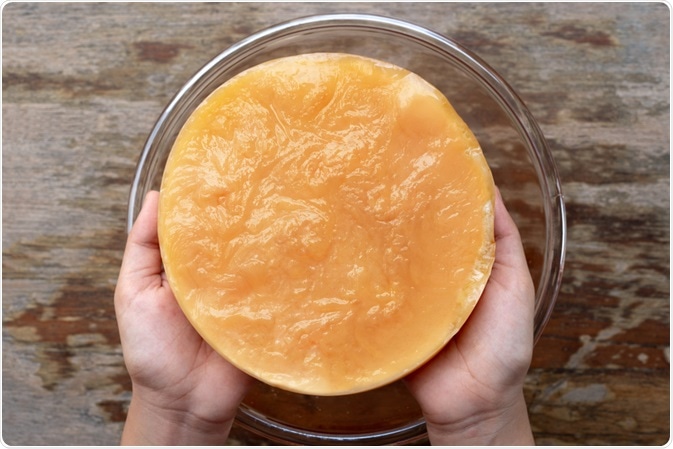 Healthy SCOBY culture for kombucha - By P-fotography