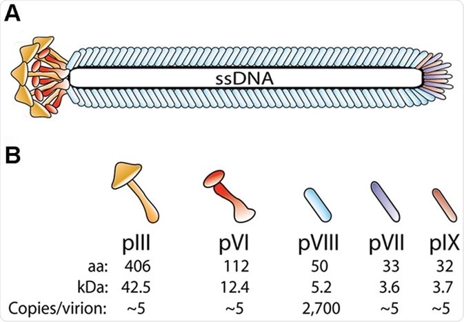 Phage structure