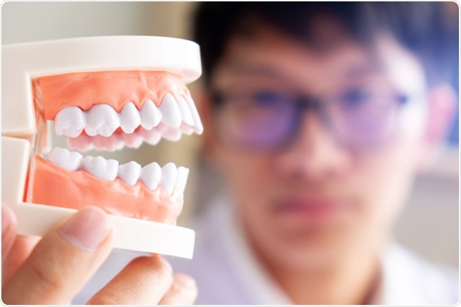 Dentist with teeth model. Image Credit: mojo cp/ Shutterstock