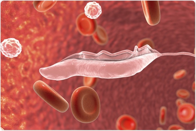 Sleeping sickness parasites, 3D illustration. Trypanosoma parasites transmitted by tse-tse fly and causing African sleeping sickness. Image Credit: Kateryna Kon / Shutterstock