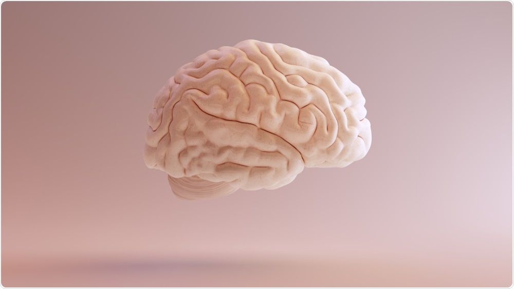Pink illustration of the human brain - used to study neurological diseases with the CLARITY technique - by 80