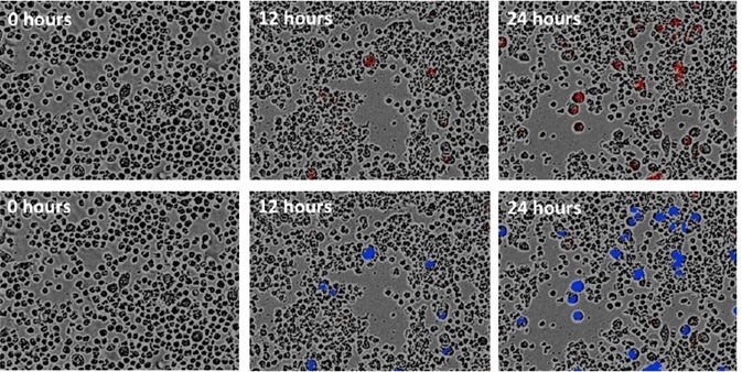 Cell proliferation assays