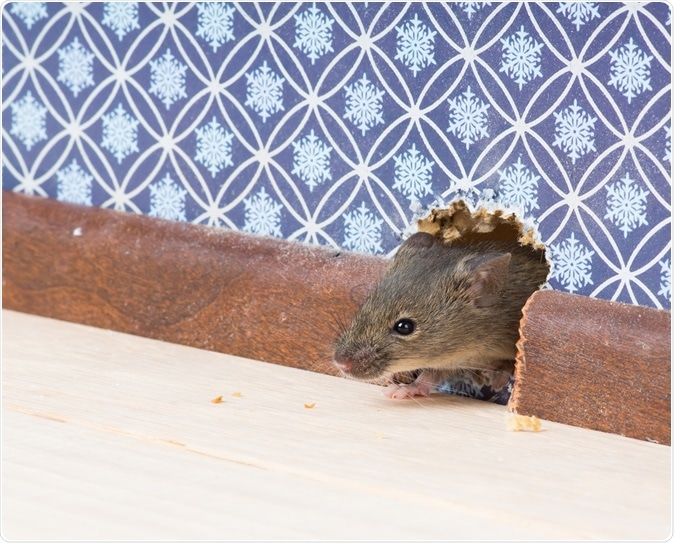 House mouse (Mus musculus). Image Credit: IrinaK / Shutterstock