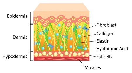Skin cross section. Image Credit: Elh / Shutterstock