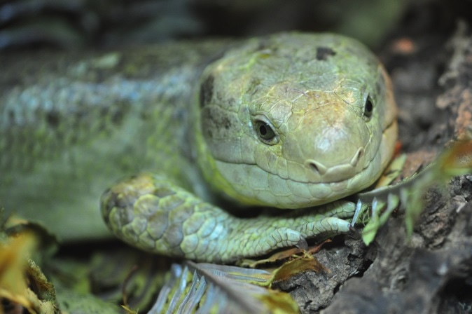 Prehensile Tailed Skinks (Corucia zebrata), Image Credit: Yury Nevalenny / Shutterstock