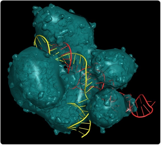 CRISPR/Cas9 system for editing, regulating and targeting genomes. The Cas9 protein uses a gRNA (guide RNA) sequence to cut DNA at a complementary site. Molecular structure - RNA in red, DNA in yellow. Image Credit: ibreakstock / Shutterstock