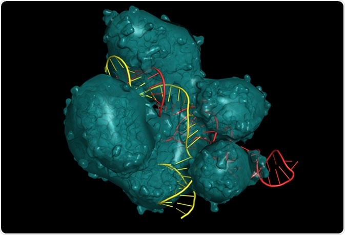 CRISPR/Cas9 system for editing, regulating and targeting genomes. The Cas9 protein uses a gRNA (guide RNA) sequence to cut DNA at a complementary site. Molecular structure - RNA in red, DNA in yellow. Image Credit: ibreakstock / Shutterstock
