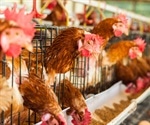 How America lost control of the bird flu, setting the stage for another pandemic