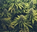 Smoking cessation drug shows promise for treating cannabis use disorder