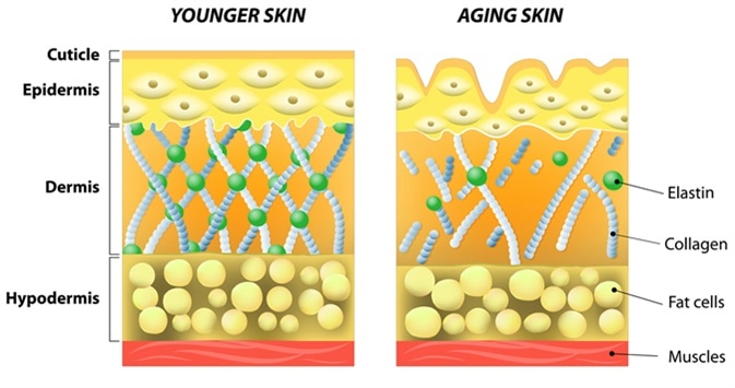 Younger skin and aging skin diagram. Image Credit:  Designua / Shutterstock