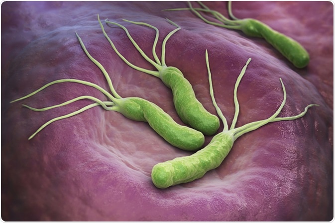 Helicobacter Pylori is a Gram-negative, microaerophilic bacterium found in the stomach. 3D illustration. 3D rendering. Image Credit: Tatiana Shepeleva / Shutterstock