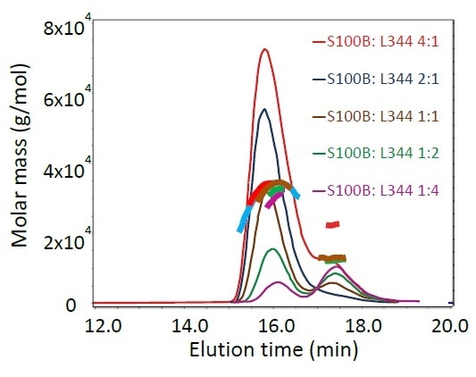 SEC-MALS results of S100B and the mutant p53(293- 393)L344P, pre-incubated in different stoichiometric ratios: light scattering chromatograms and calculated molar masses across each peak. Curvature of the molar masses at the 16- minute peak indicates dynamic equilibrium of the complex.