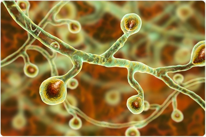 Blastomyces dermatitidis fungi, the causative agent of the disease blastomycosis affecting lungs, more rarely skin, bones, other organs, 3D illustration - Image Credit: Kateryna Kon / Shutterstock